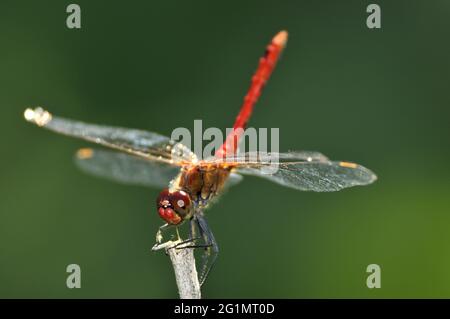 France, territoire de Belfort, Foussemagne, livre, Sympetrum à veiné rouge (Sympetrum fonscolombii) mâle, espèces méridionales maintenant présentes plus au nord Banque D'Images