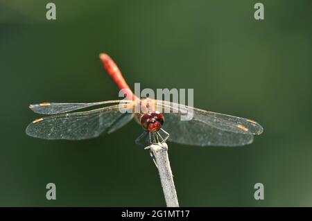 France, territoire de Belfort, Foussemagne, livre, Sympetrum à veiné rouge (Sympetrum fonscolombii) mâle, espèces méridionales maintenant présentes plus au nord Banque D'Images