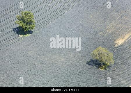 France, deux Sèvres, la Chapelle Baton, deux arbres dans un champ de lin (vue aérienne) Banque D'Images