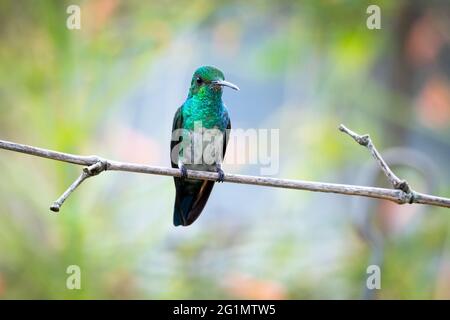 Un colibri de saphir à motif chiné bleu (Chlorestes notata) avec un fond pastel flou. La faune dans la nature. Hummingbird dans le jardin. Petit oiseau Banque D'Images