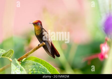 Un colibri de Rubis Topaz (Chrysolampis moustiques) qui perce sur une branche avec un arrière-plan coloré et flou. La faune dans la nature. Hummingbird dans le jardin. Banque D'Images