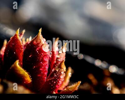 Dans la photo est Echeveria.vue de face des feuilles succulentes arrosées de gouttes d'eau reflétant la lumière dorée du soleil couchant. Heures d'or. Banque D'Images