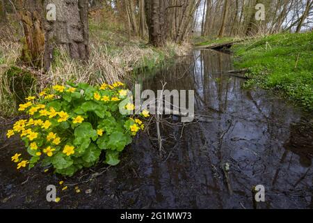 France, Bas Rhin, Forêt commune d'aulne inondée entre Forstfeld et Hatten 67, zone naturelle protégée sensible, forêt inondée, aulne commun, aulne noir, aulne européen, Aulne noir européen, ou simplement aulne (Alnus glutinosa) Banque D'Images