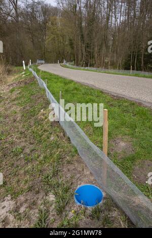 France, Bas Rhin, zone sensible naturelle de Grossmatt, installation de clôtures, pendant la saison de reproduction, pour empêcher les amphibiens de traverser la route et d'être en cours de route. Les animaux tombent dans des seaux et sont ramassés par des volontaires qui les mettent de l'autre côté de la route où le trou d'eau est où ils se reproduisent. Banque D'Images