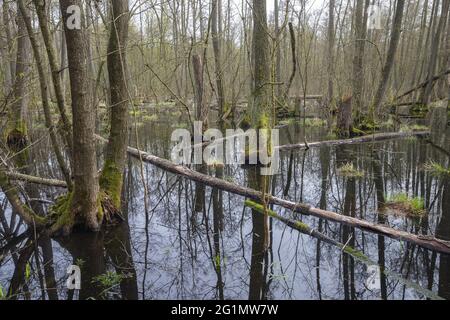 France, Bas Rhin, Forêt commune d'aulne inondée entre Forstfeld et Hatten 67, zone naturelle protégée sensible, forêt inondée, aulne commun, aulne noir, aulne européen, Aulne noir européen, ou simplement aulne (Alnus glutinosa) Banque D'Images