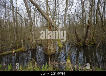 France, Bas Rhin, Forêt commune d'aulne inondée entre Forstfeld et Hatten 67, zone naturelle protégée sensible, forêt inondée, aulne commun, aulne noir, aulne européen, Aulne noir européen, ou simplement aulne (Alnus glutinosa) Banque D'Images