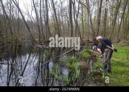 France, Bas Rhin, Forêt commune d'aulne inondée entre Forstfeld et Hatten 67, zone naturelle protégée sensible, forêt inondée, aulne commun, aulne noir, aulne européen, Aulne noir européen, ou simplement aulne (Alnus glutinosa) Banque D'Images