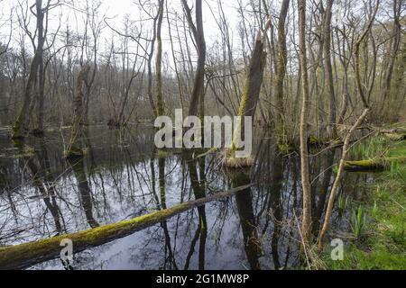 France, Bas Rhin, Forêt commune d'aulne inondée entre Forstfeld et Hatten 67, zone naturelle protégée sensible, forêt inondée, aulne commun, aulne noir, aulne européen, Aulne noir européen, ou simplement aulne (Alnus glutinosa) Banque D'Images