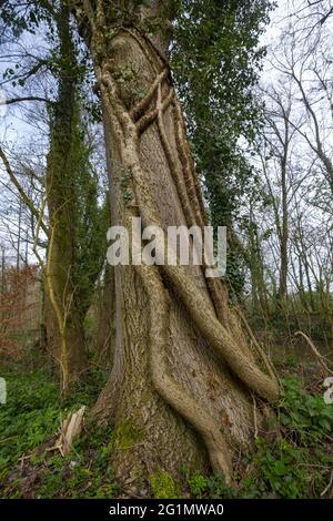 France, Bas Rhin, zone sensible naturelle de Grossmatt, zone renaturée protégée par le Conseil départemental du Bas Rhin, ivy ou ivy grimpant (Hedera Helix L.), colonisant un chêne Banque D'Images