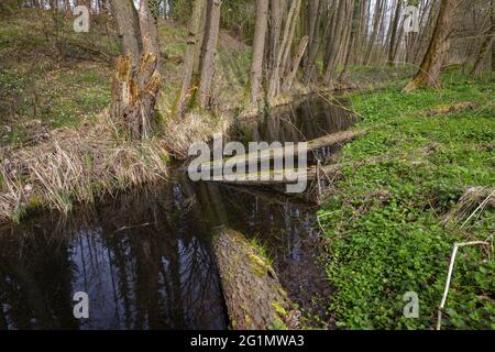 France, Bas Rhin, Forêt commune d'aulne inondée entre Forstfeld et Hatten 67, zone naturelle protégée sensible, forêt inondée, aulne commun, aulne noir, aulne européen, Aulne noir européen, ou simplement aulne (Alnus glutinosa) Banque D'Images