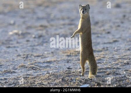 Namibie, Parc national d'Etosha, Mongoose jaune (Cynictis penicillata), debout Banque D'Images