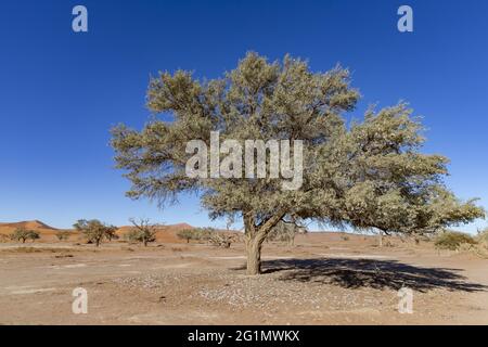 Namibie, région de Hardap, désert de Namib, Parc national de Namib-Naukluft, Namib Erg classé au patrimoine mondial par l'UNESCO, dunes de Sossusvlei, près de Dead Vlei, bassin d'argile blanche situé près du célèbre Sossusvlei salar , avec des arbres morts de Camelthorn Acacia (Acacia erioloba (Vachellia erioloba), environ neuf ans, soit estimé à environ cent ans Voici un arbre vivant avec ses fruits Banque D'Images