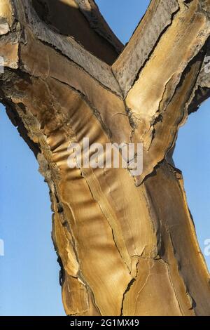Namibie, région de Karas, Keetmanshoop, ferme de Gariganus, forêt de Quivertree ou arbre de quiver (Aloidendron dichotomum) Banque D'Images
