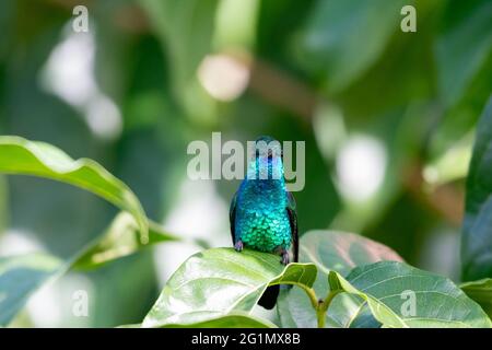 Un jeune colibri à rumeur de cuivre (Amazilia tobaci) s'étirant et se préendissant dans un cadre tropical coloré. Perching de petits oiseaux. La faune dans la nature Banque D'Images