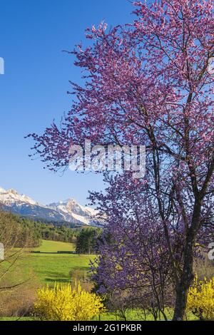 France, Isère, région de Trieves, environs de Mens, arbre en fleur et massif de la Dévoluy en arrière-plan Banque D'Images