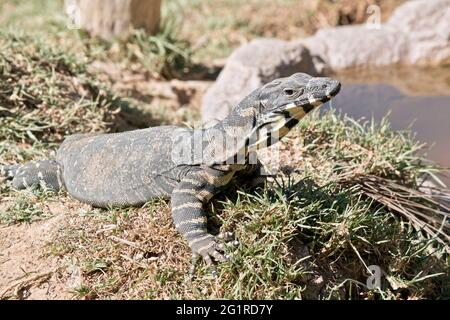 Le lézard rosrnberg est un grand lézard gris et crème en Australie Banque D'Images