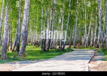 Parc de la ville des plus beaux birches et un chemin en construction. Banque D'Images