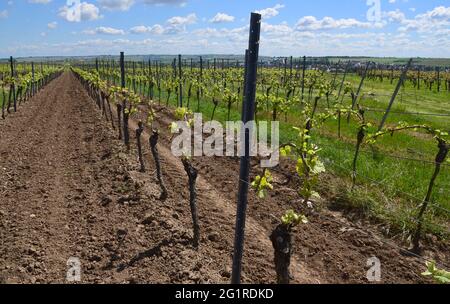 Les vignes du genre Pinot blanc qui poussent près du village de Saulheim, dans la région viticole de Rhénanie Palatinat, en Allemagne. Banque D'Images