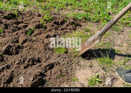 Gros plan d'une pelle couvrant le sol dans le jardin pour une crête par jour ensoleillé Banque D'Images