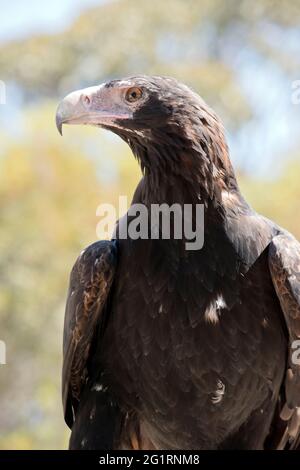 l'aigle à queue en coin est un grand rapaleur marron et noir Banque D'Images