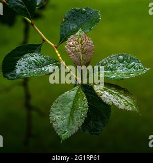 Des perles d'eau sur les feuilles d'écrevisses après une pluie printanière. Banque D'Images