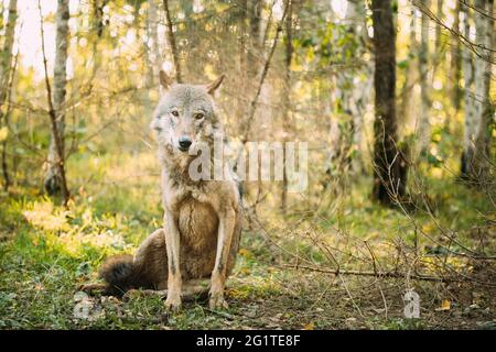 Bélarus. Loup, Canis Lupus, Loup gris, Loup gris assis à l'extérieur le jour de l'automne. Portrait Banque D'Images