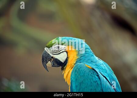c'est un gros plan d'une macaw bleu et or manger Banque D'Images
