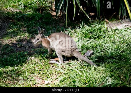 le wallaby de queue de nailtail bridé se cache dans la grande herbe Banque D'Images