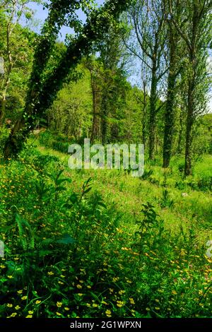 Forêt dans un après-midi ensoleillé de printemps avec des butterbutterbups, des arbres, des fougères et une végétation luxuriante et dense. Aveton Gifford, South Hams, South Devon, Royaume-Uni Banque D'Images