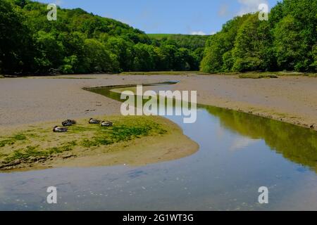 Quatre canards endormis sur les vasières du ruisseau à marée basse, au large de l'estuaire de la rivière Avon, Aveton Gifford, South Devon, Royaume-Uni Banque D'Images