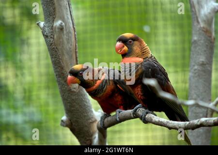 il y a deux lorikeets dusky perchés sur une branche Banque D'Images