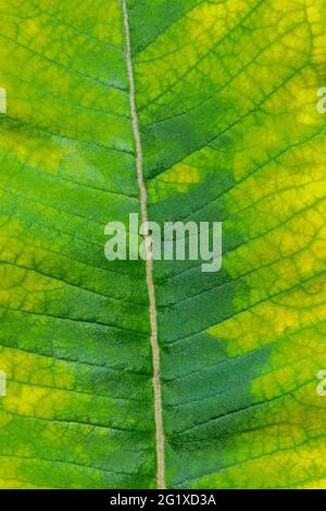 Une feuille d'agingiCommon Milkweed montrant des veines et des patrons trouvés en croissance dans le nord-est de la Pennsylvanie Banque D'Images