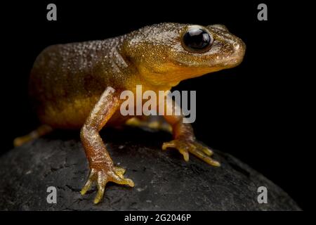 Triton crêté italien (Triturus carnifex) Banque D'Images