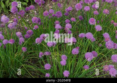 Image plein format de ciboulette qui pousse avec des fleurs de violet rose Banque D'Images