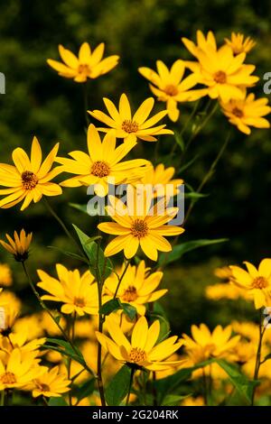 Jerusalem Artichoke en fleur dans les montagnes Pocono de Pennsylvanie Banque D'Images