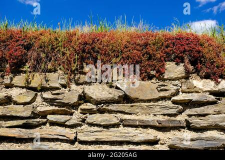 DEU, Deutschland, Rheinland-Pfalz, Zell, 31.05.2021: Trockensteinmauer mit typischem Bewuchs durch Mauerpfeffer in einem Weinberg BEI Zell an der Mitt Banque D'Images