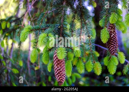 DEU, Deutschland, Rheinland-Pfalz, Zell, 01.06.2021: Tannenzapfen und frische Triebe an einem Baum im Wald BEI Zell an der Mosel Banque D'Images