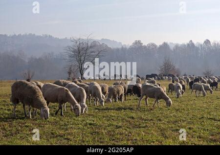 Des moutons paissant dans le champ Banque D'Images