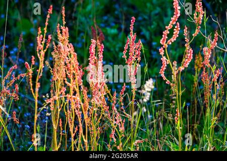 DEU, Deutschland, Rheinland-Pfalz, Zell, 02.06.2021: Bluehende Wildpflanzen am Wegrand vor einem Waldrad BEI Zell an der Mosel Banque D'Images