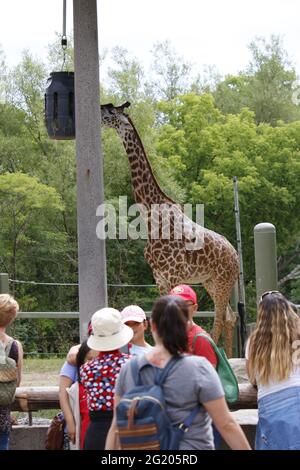 Toronto Canada, août 24 2019 : photo éditoriale des personnes qui regardent des girafes au zoo de Toronto. Le zoo de Toronto est le plus grand zoo de conservation du canada Banque D'Images