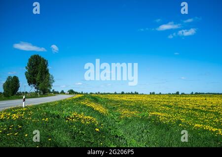 L'autoroute longe des prairies fleuries avec des pissenlits, Taraxacum, sur fond de ciel bleu. Beau paysage rural. Banque D'Images