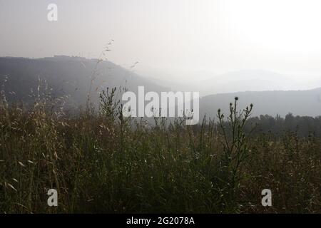 Montagnes de Judée, scène biblique, forêts de pins, séchage des plantes sous le brouillard du matin tiré contre le soleil comme vu de Kisalon à l'ouest de Jérusalem. Banque D'Images