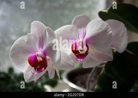 Fleurs de Phalaenopsis aux pétales blancs violets gros plan Banque D'Images