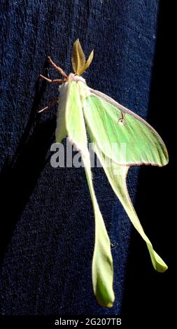 Le papillon des papillons (Actias luna) est un papillon néarctique de la famille des Saturniidae, sous-famille des Saturniinae, un groupe communément appelé papillons géants de la soie. Banque D'Images