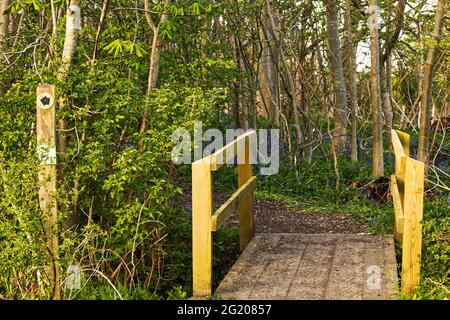 Pont et panneau de sentier marquant l'entrée des bois avec des cloches en fleur - printemps, Sharnbrook, Bedfordshire, Angleterre, Royaume-Uni Banque D'Images