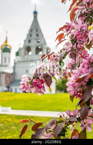 Tours et dôme de temples et églises avec murs blancs À Kolomna à la place de la cathédrale dans la région de Moscou et Feuilles rouges de pomme décorative Banque D'Images