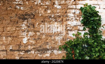 Vert Ivy croissant contre le vieux mur de brique de boue comme arrière-plan Banque D'Images