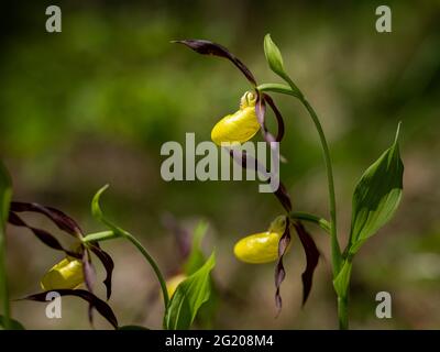 Gros plan d'une orchidée-slipper (Cypripedium calceolus) au printemps, en Autriche Banque D'Images