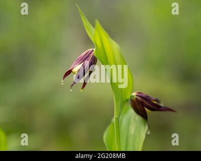 Gros plan d'une orchidée-slipper (Cypripedium calceolus) au printemps, en Autriche Banque D'Images