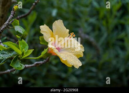 Gros plan d'une malow rose, un hibiscus Rosa Sinensis. Banque D'Images